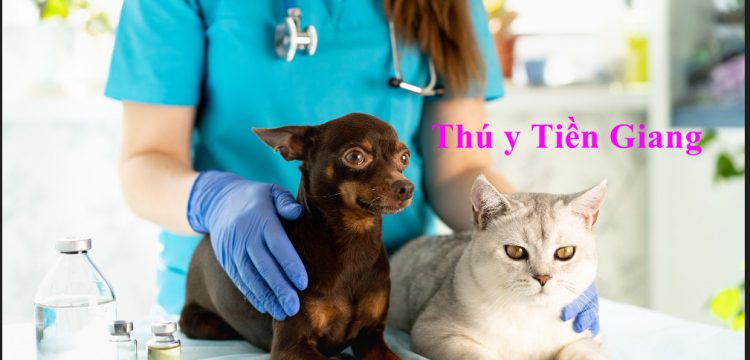 Phong kham thu y cho meo tien giang