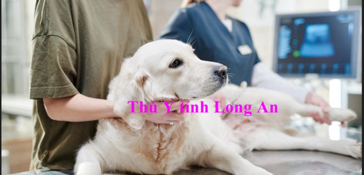 Phong kham thu y tinh long an