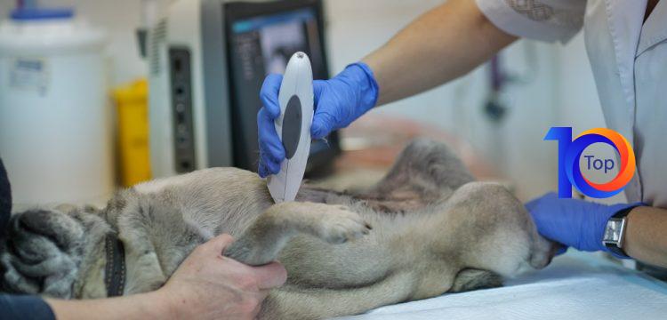 Dog having ultrasound scan in a veterinary clinic